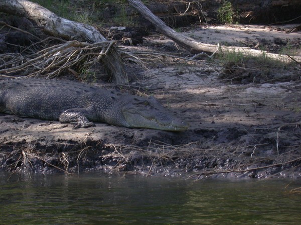 Crocodile (East Alligator River)